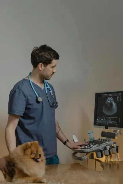 A veterinarian performing an ultrasound examination on a small dog